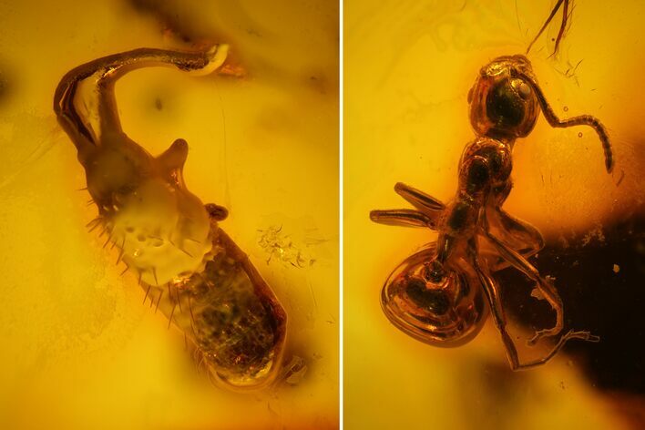 Detailed Fossil Ant and Springtail in Baltic Amber #128349
